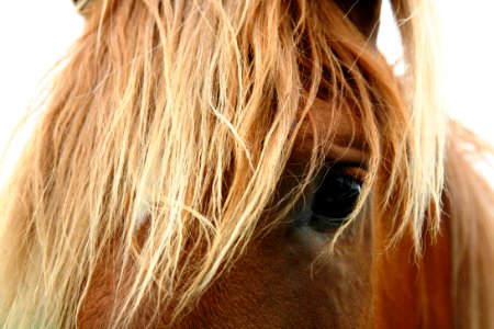 Horse Head Portrait