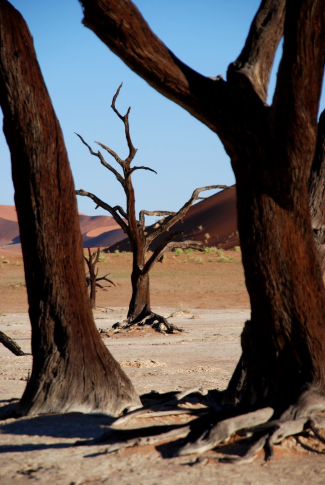 Brown Tree Near Desert During Daytime