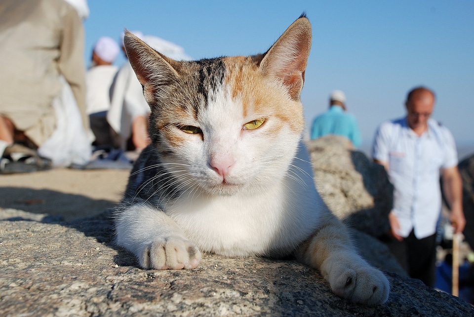 Cat's eyes cat nose kitten