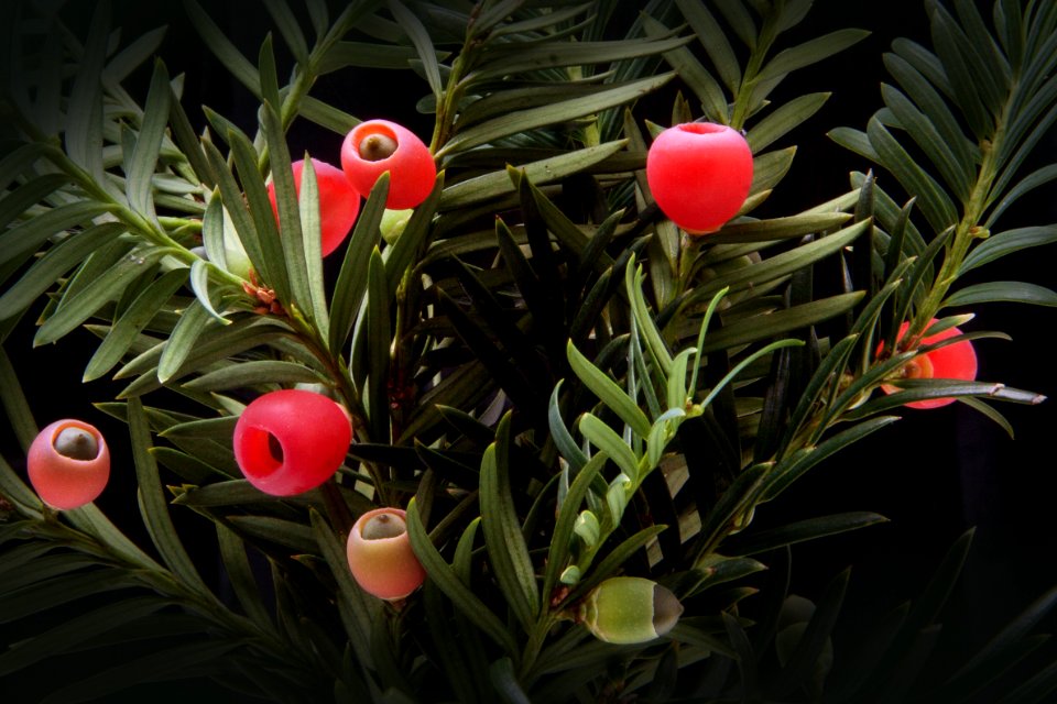 Red Fruit On Green Plants