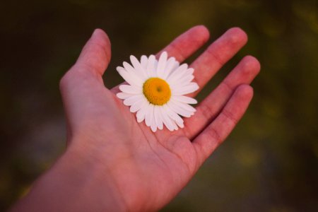 White And Yellow Petaled Flower On Human Palm photo
