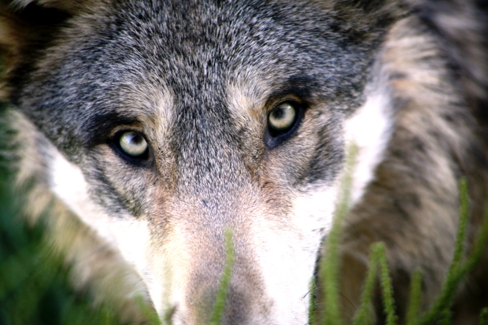 Portrait Of Grey Wolf
