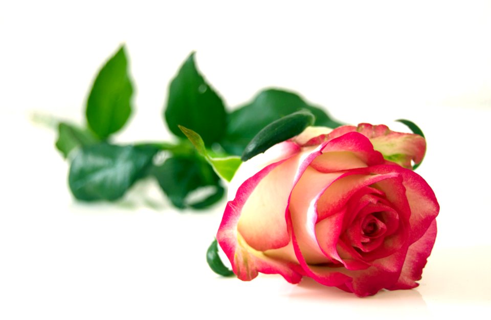 Pink And White Rose Flower