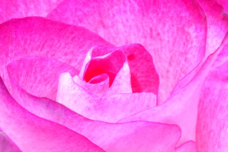 Red Flower