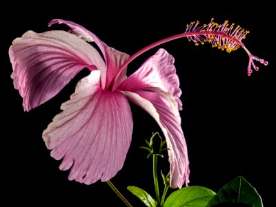 Pink Hibiscus Flower photo