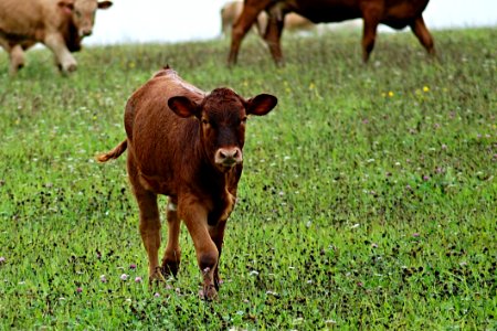 Brown Cow In Green Leaf Grass During Daytime