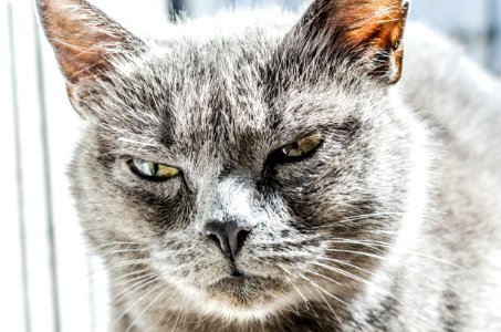 Gray Fur Coated Cat photo