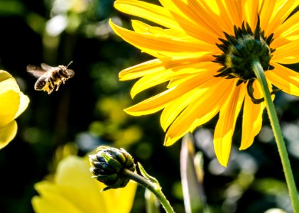 Yellow Petaled Flower With Black Yellow Bee During Daytime Focus Photography photo