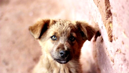 Dog Next To Brick Wall