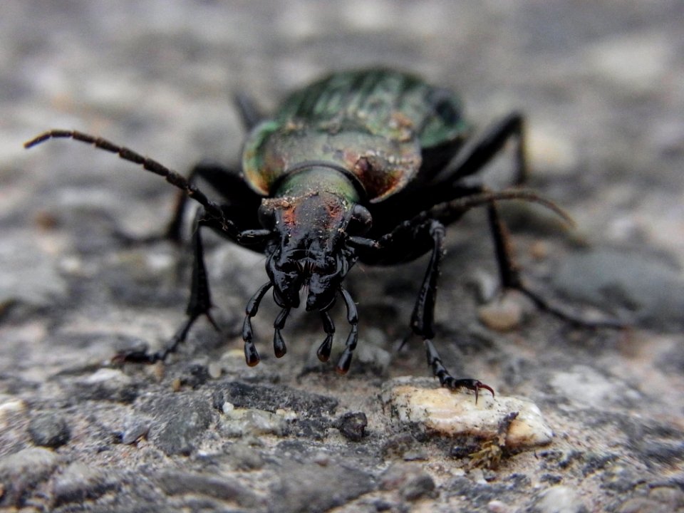 Black And Green Beetle