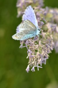 Purple White Butterfly On Purple Petaled Flower During Daytime photo