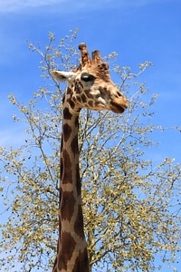 Giraffe fauna beauvalle