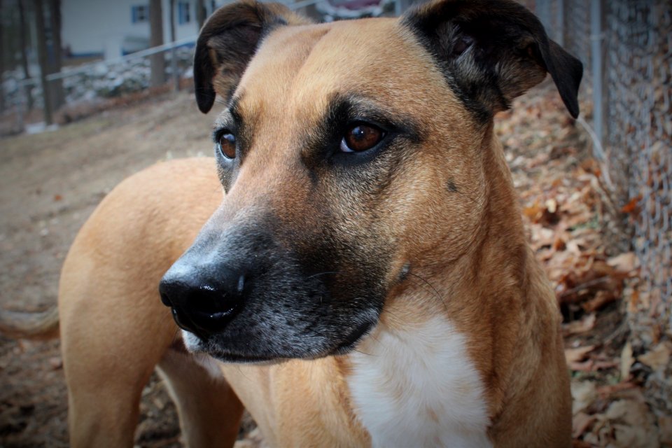 Portrait Of Dog In Cage