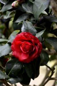 Red Rose Bush One Rose