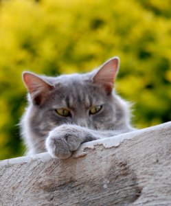 Cat Looking Over A Wall