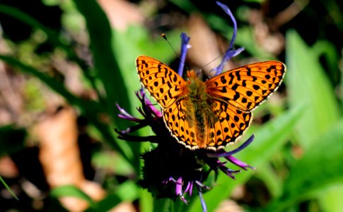 Yellow And Black Butterfly On Purple Flower At Daytime photo