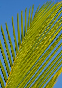 Green Palm Tree Branch During Daytime photo