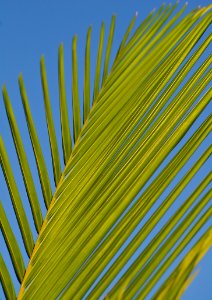 Green Palm Tree Branch During Daytime