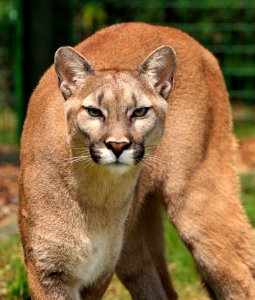 Cougar Animal photo