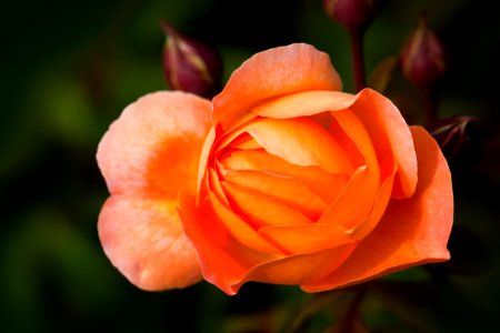 Rose Blossom photo