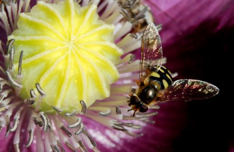 Yellow And Black Bee In Yellow Flower