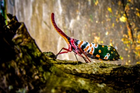 Green Yellow And White Insect On Green Tree Trunk photo