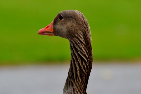 Goose Neck photo