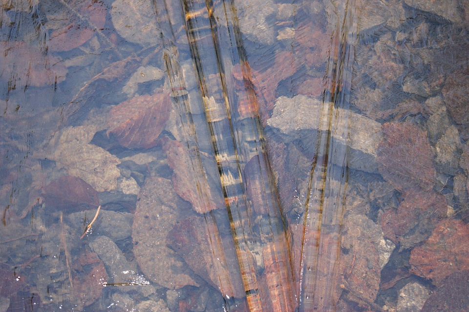 Leaves frozen surface