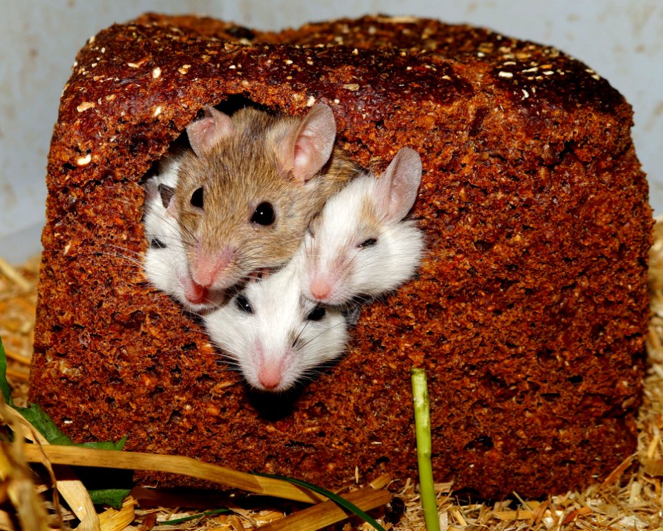 Four Small White Brown Mice Poking Their Heads Out From A Bread Loaf