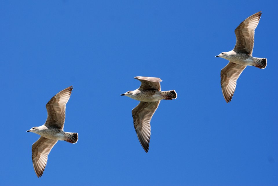 3 White Birds Flying Under Blue Sky