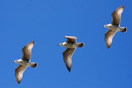 3 White Birds Flying Under Blue Sky