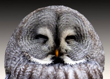 Grey Owl
