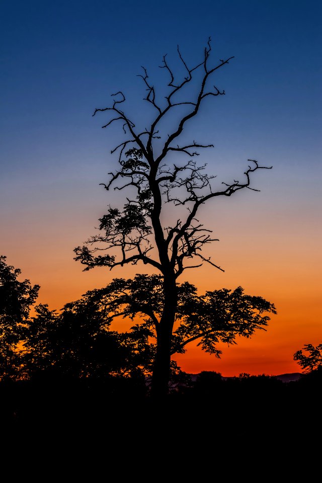Silhouettes Of Trees At Sunset photo