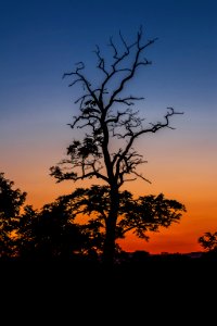 Silhouettes Of Trees At Sunset photo