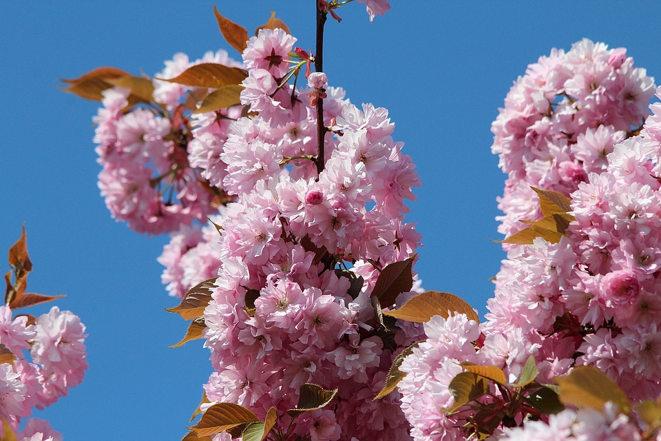 Flowers close up pink