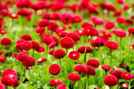 Red Pomponette Daisies