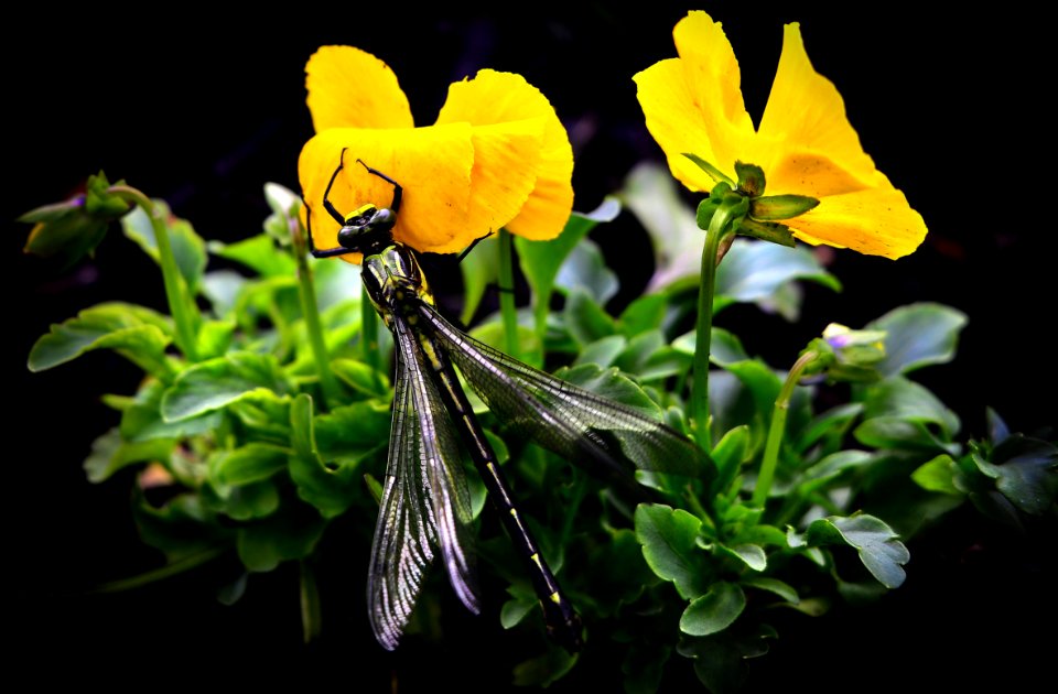 Dragonfly On Yellow Flowers