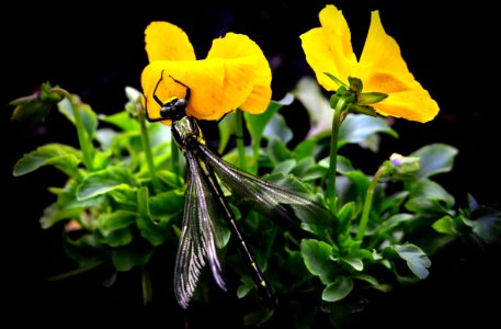 Dragonfly On Yellow Flowers