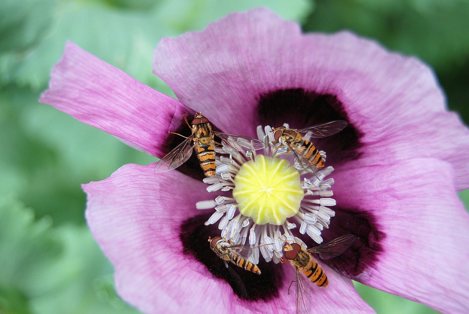 Insects violet blossom