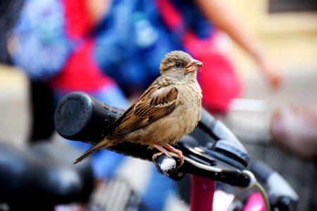 Sparrow On Bicycle Hand Brake