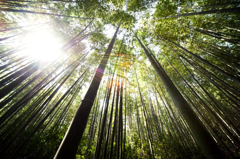 Sunlight Over Brown Bamboo Trees