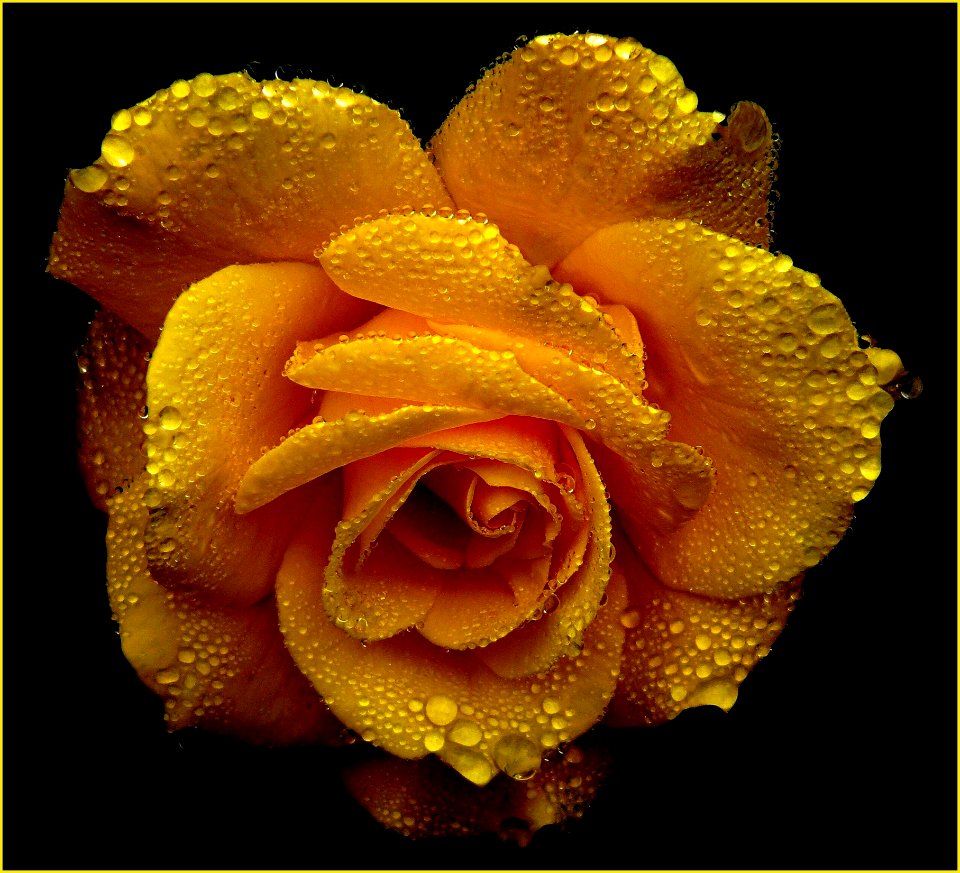 Shallow Focus Photography Of Yellow Flower
