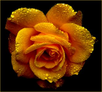 Shallow Focus Photography Of Yellow Flower photo