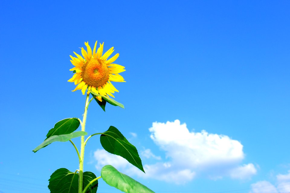 Sunflower Blooming During Daytime