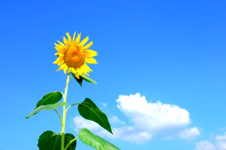 Sunflower Blooming During Daytime photo