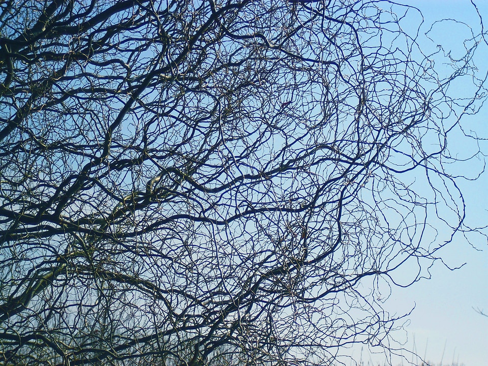 Branch trees autumn