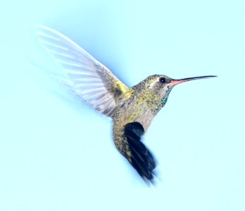 Hummingbird In Flight