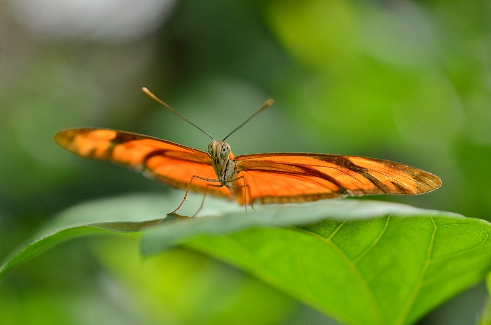Brown Butterfly On Leaf In Macro Photography