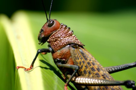 Brown Grasshopper On Green Plant photo