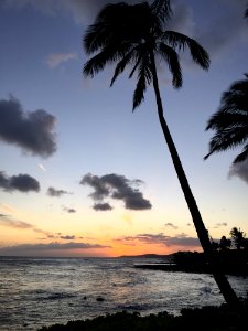 Coconut Palm Tree Near Ocean During Sunrise photo